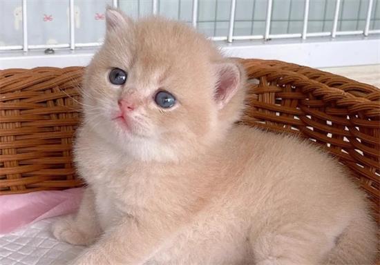 小猫眼睛是蓝色的长大会变吗