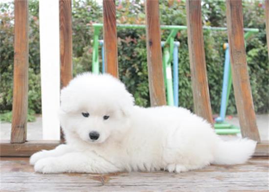 狗狗站不稳、发抖是什么情况?