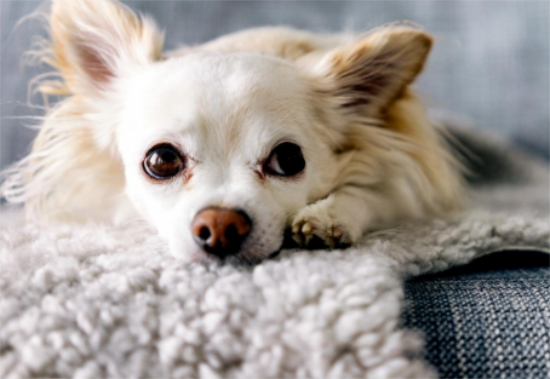 狗狗掉毛严重的八大原因