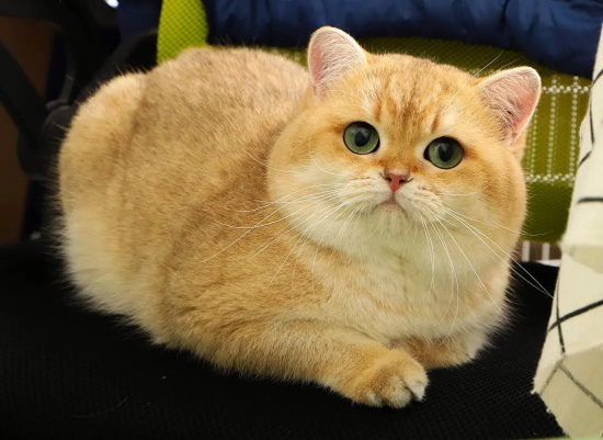 可以给猫吃玉米糊吗