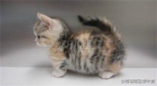 猫猫打喷嚏是感冒吗 猫猫打喷嚏是怎么回事