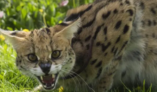 可以用生理盐水给猫咪洗耳朵吗