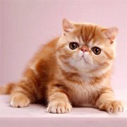 è�䱻��������ô����