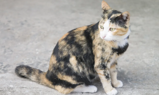 猫咪得耳螨可以洗澡吗