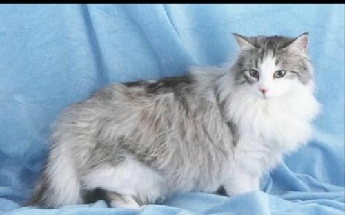 猫咪绝育吐黄水有泡沫怎么办