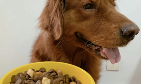 怎么制作金毛的狗粮 怎么制作金毛的狗粮