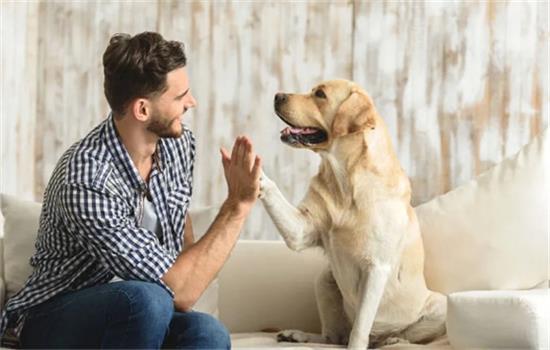 防狗咬指南:突然被恶狗攻击怎么办? 防狗咬指南:突然被恶狗攻击怎么办?