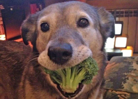 这些蔬菜适合狗狗吃,铲屎官快收藏 这些蔬菜适合狗狗吃,铲屎官快收藏