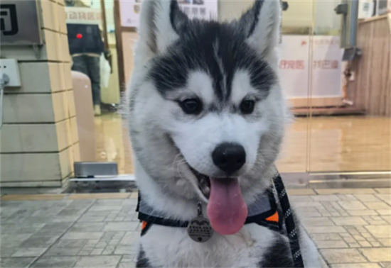 什么时候教狗狗上厕所?