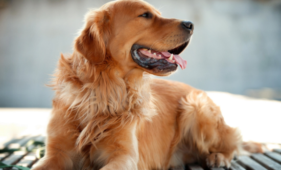 金毛犬的致命缺点 金毛犬的致命缺点