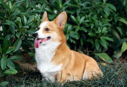 狗狗所需要的基本营养成分