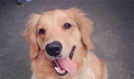 金毛一见人就兴奋扑人 金毛一见人就兴奋扑人