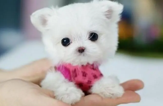 茶杯犬喜欢抓咬家具如何处理