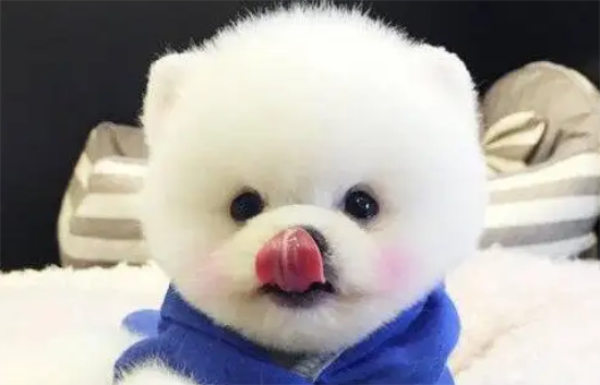 茶杯犬喜欢抓咬家具如何处理