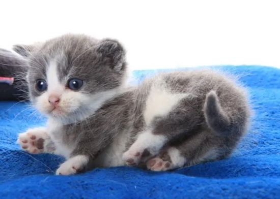 家里有猫可以养向日葵吗