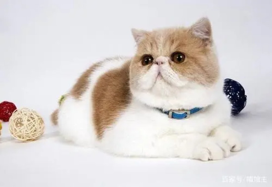 猫咪自闭了怎么办 猫自闭了咋办