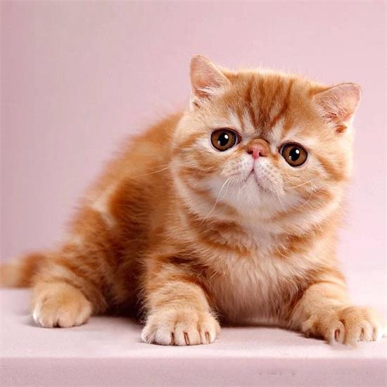 猫身上臭臭的怎么回事