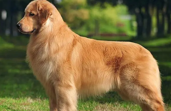 金毛寿命是几年 金毛寿命是几年