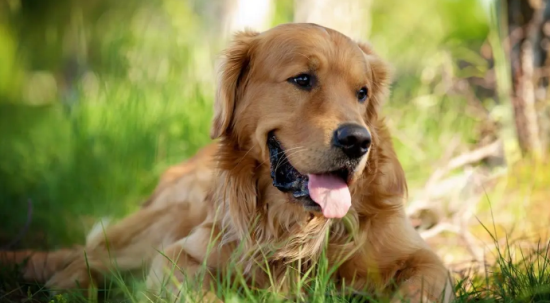如何做金毛吃的狗粮饼干 如何做金毛吃的狗粮饼干
