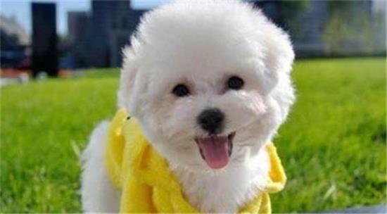 来看,6种适合老人养的狗狗 来看,6种适合老人养的狗狗