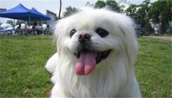 来看,6种适合老人养的狗狗 来看,6种适合老人养的狗狗