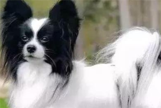 最忠诚十大狗狗排名:第一名不得不服! 最忠诚十大狗狗排名:第一名不得不服!