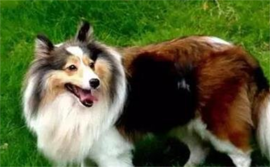 最忠诚十大狗狗排名:第一名不得不服! 最忠诚十大狗狗排名:第一名不得不服!