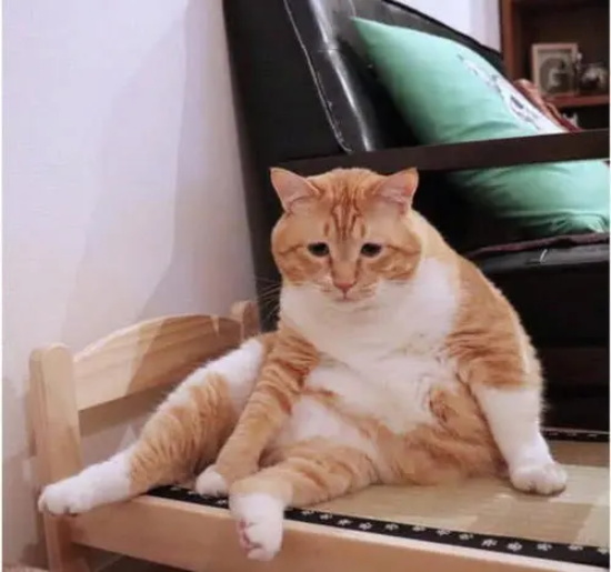 猫咪中毒了该怎么解毒