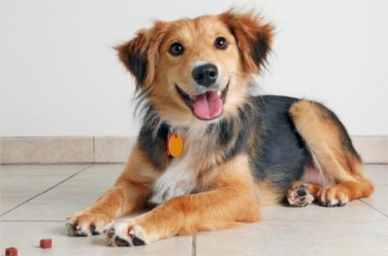 狗狗缺钙的六大表现 狗狗缺钙的六大表现