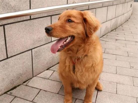 金毛犬听话吗咬人吗 金毛犬听话吗咬人吗