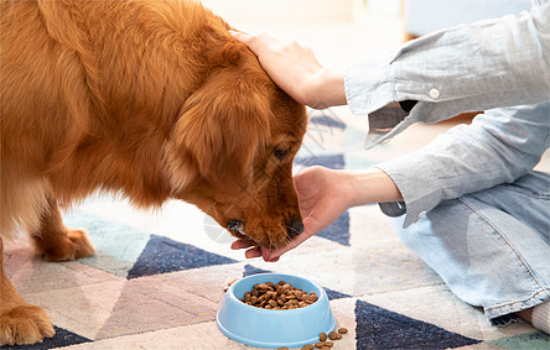 金毛狗粮如何泡 金毛狗粮如何泡
