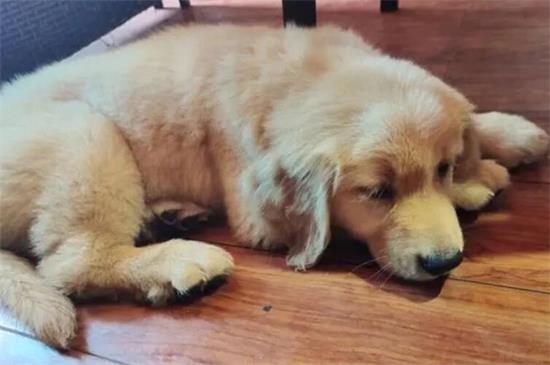 新手养金毛幼犬要注意什么呢 新手养金毛幼犬要注意什么呢