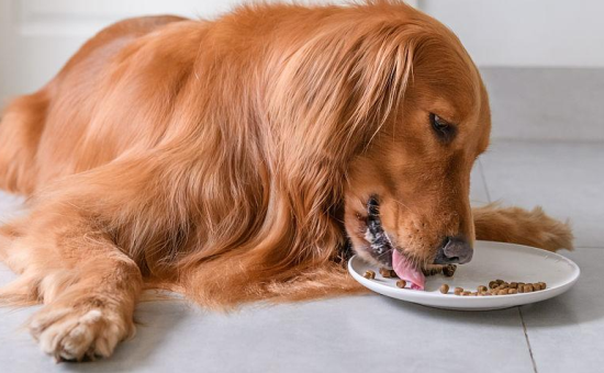 怎么让金毛吃狗粮 怎么让金毛吃狗粮
