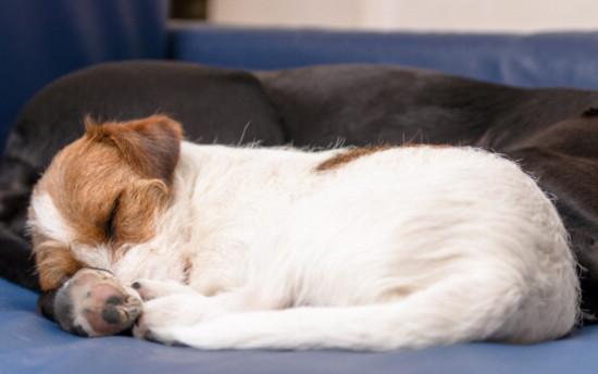 原来狗狗这么贪睡?看完真的涨知识了 原来狗狗这么贪睡?看完真的涨知识了