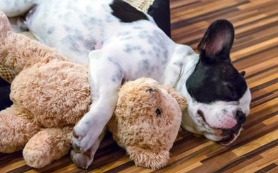 原来狗狗这么贪睡?看完真的涨知识了 原来狗狗这么贪睡?看完真的涨知识了