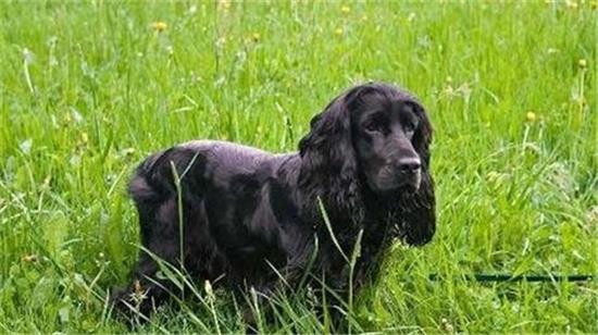 快来了解,什么是美国确架犬? 快来了解,什么是美国确架犬?