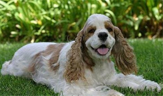 快来了解,什么是美国确架犬? 快来了解,什么是美国确架犬?