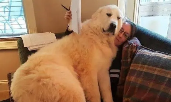 女性为何都喜欢养大型公狗?这2个原因太重要 女性为何都喜欢养大型公狗?这2个原因太重要