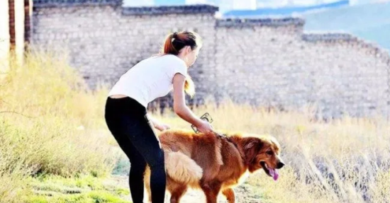 女性为何都喜欢养大型公狗?这2个原因太重要 女性为何都喜欢养大型公狗?这2个原因太重要