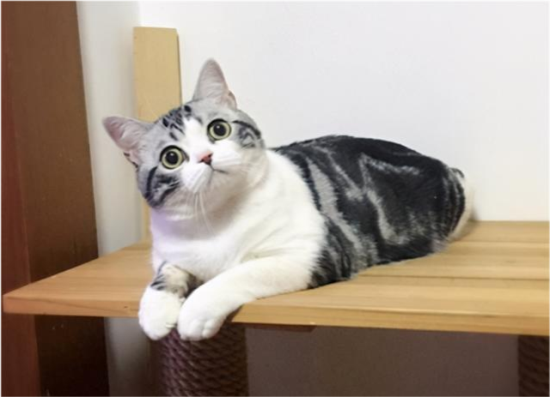 猫猫牙齿断了怎么办