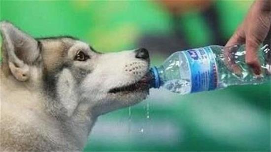 建议:夏季遛狗补水参考指南 建议:夏季遛狗补水参考指南