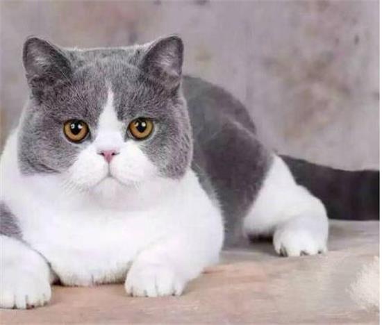 猫可以吃旺仔小馒头吗