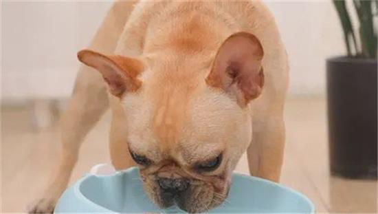 建议:夏季遛狗补水参考指南 建议:夏季遛狗补水参考指南