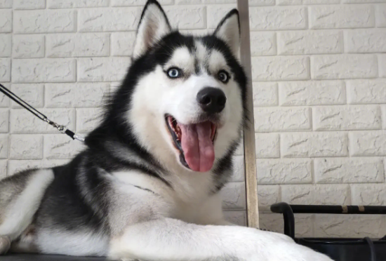 纯种哈士奇特征特点