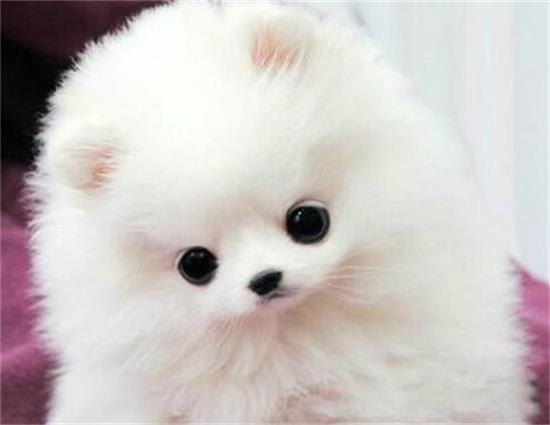 泰迪靠边站!揭秘全球七大炙手可热的明星宠物犬种! 泰迪靠边站!揭秘全球七大炙手可热的明星宠物犬种!