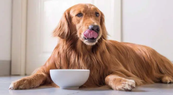 如何自制金毛幼犬狗粮 如何自制金毛幼犬狗粮