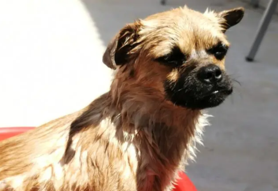 狗狗几个月可以洗澡