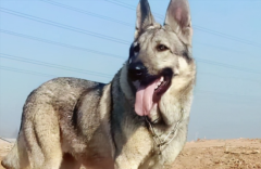 �������걦�����ʲô����Ӫ����