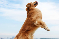 ��ë�����������ĸ���