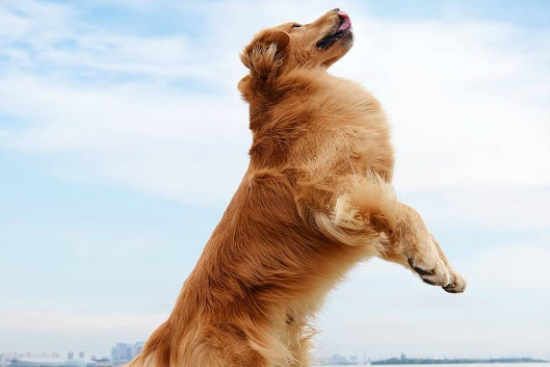 金毛与拉布拉多哪个好 金毛与拉布拉多哪个好